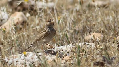 Türkistan çorak toygarı