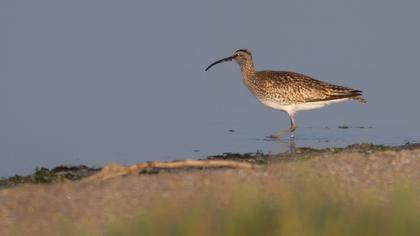 Sürmeli kervançulluğu