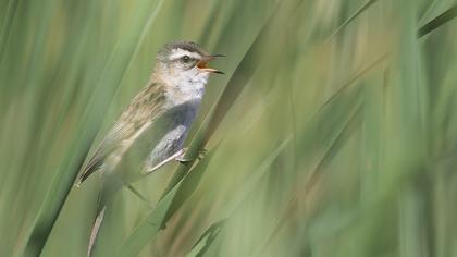 Bıyıklı kamışçın