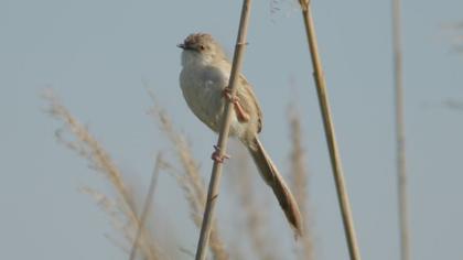 Dikkuyruklu ötleğen