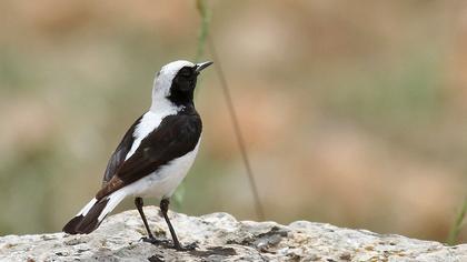 Aksırtlı kuyrukkakan