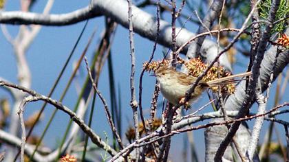 Dikkuyruklu ötleğen