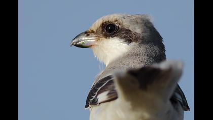 Karaalınlı örümcekkuşu