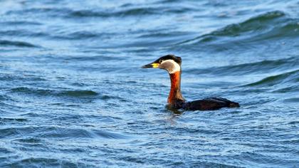 Kızılboyunlu batağan