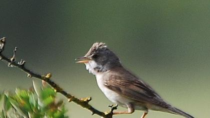 Akgerdanlı ötleğen