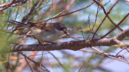 Küçük akgerdanlı ötleğen