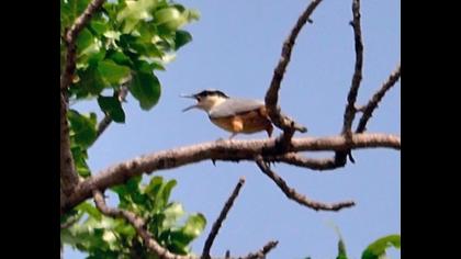 Büyük kaya sıvacısı