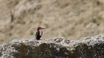 İzmir yalıçapkını