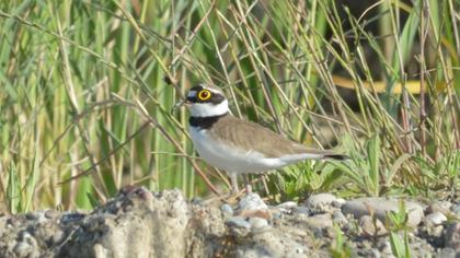 Halkalı küçük cılıbıt