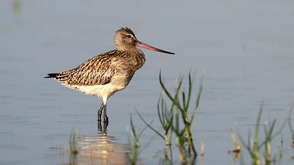 Kıyı çamurçulluğu