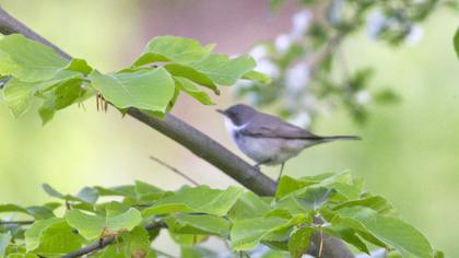 Küçük akgerdanlı ötleğen