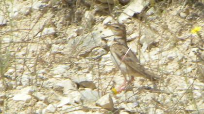 Küçük boğmaklı toygar