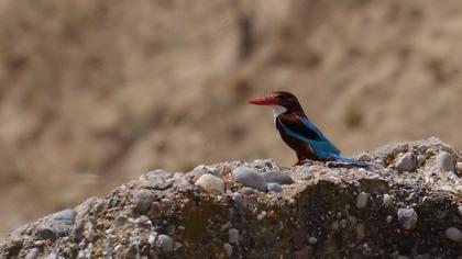 İzmir yalıçapkını
