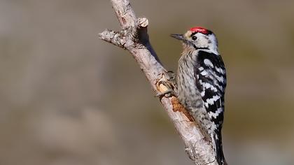 Küçük ağaçkakan