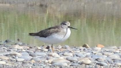 Terek düdükçünü