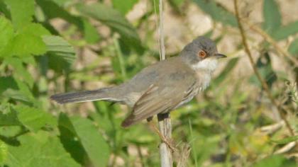 Pembegöğüslü ötleğen