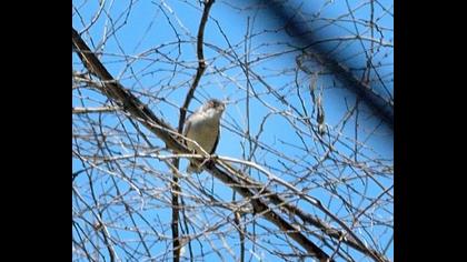 Pembegöğüslü ötleğen