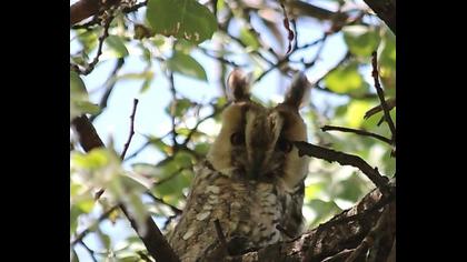 Long-eared Owl