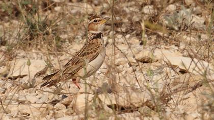 Bimaculated Lark