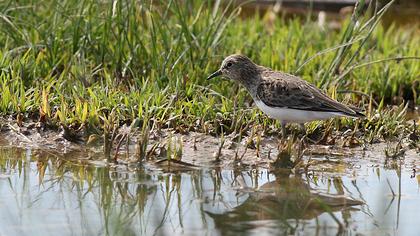 Sarıbacaklı kumkuşu