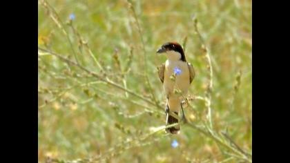 Kızılbaşlı örümcekkuşu