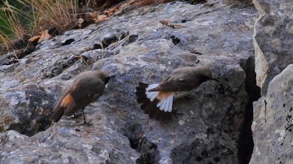 Kızılca kuyrukkakan