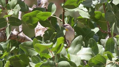 Sarıboğazlı serçe