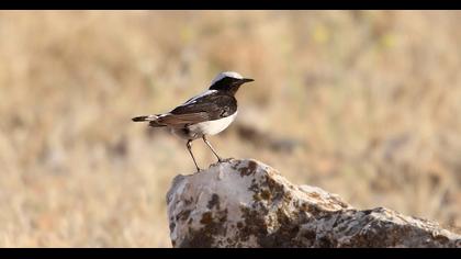 Aksırtlı kuyrukkakan