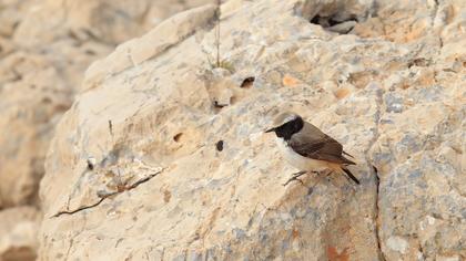 Kızılca kuyrukkakan