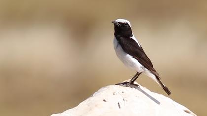 Aksırtlı kuyrukkakan