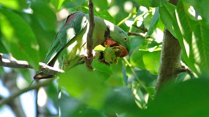 İskender papağanı