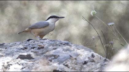 Büyük kaya sıvacısı