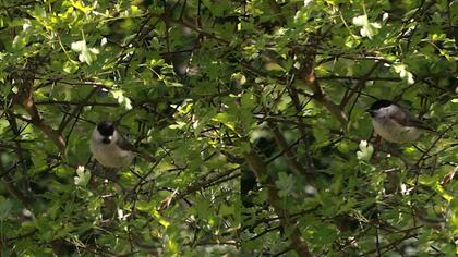 Kayın baştankarası