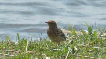 Kızılgerdanlı incirkuşu