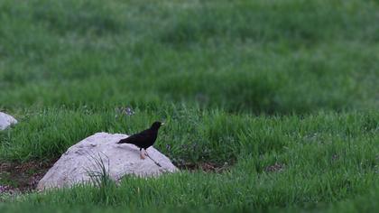 Sarıgagalı dağ kargası