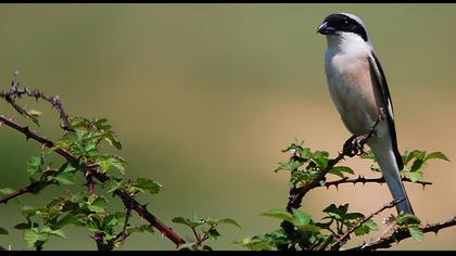 Karaalınlı örümcekkuşu