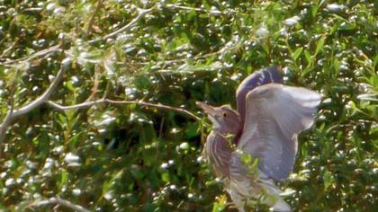 Black-crowned Night Heron