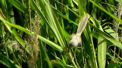 Dikkuyruklu ötleğen