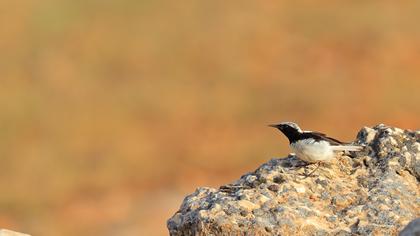 Aksırtlı kuyrukkakan