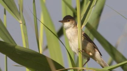 Eurasian Reed Warbler