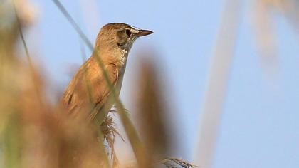 Büyük kamışçın