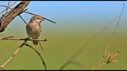 Pembegöğüslü ötleğen