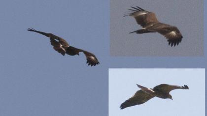 Küçük orman kartalı