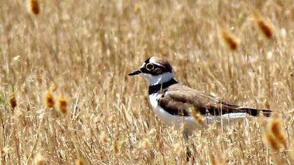 Halkalı küçük cılıbıt