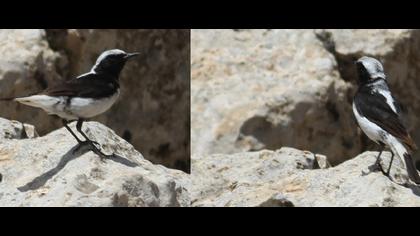 Aksırtlı kuyrukkakan