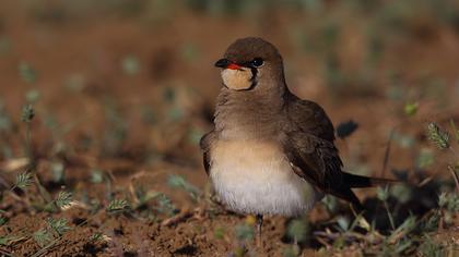Bataklıkkırlangıcı
