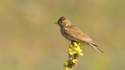Türkistan çorak toygarı