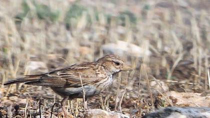 Türkistan çorak toygarı