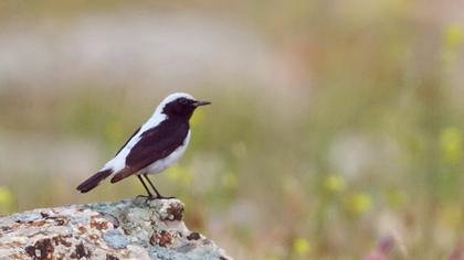 Aksırtlı kuyrukkakan