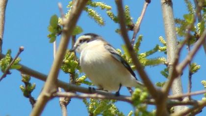 Maskeli örümcekkuşu